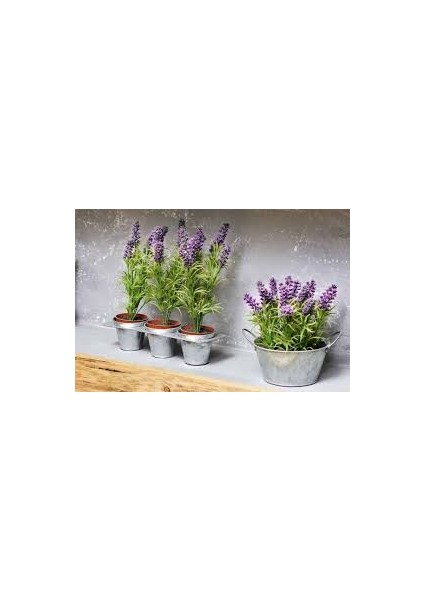 Saksılı Tıbbi Lavanta Lavandula Angustifolia Sevtopolis 2'li modelleri