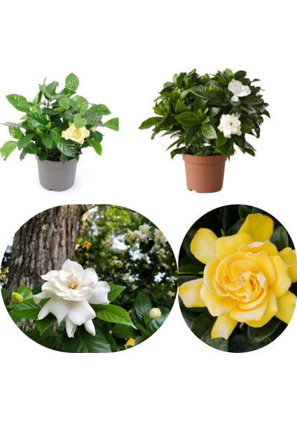 Mixed Yoğun Kokulu Gardenya Karışık Renkli Çiçekli Gardenya Fidesi Paper Potta (5 Adet) fiyatları