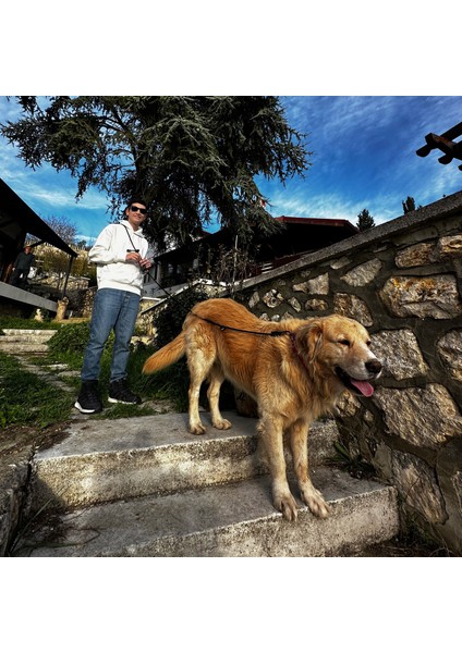 Iki Renkli Yavruağzı Tasarım Köpek Eller Serbest Hands Free Koşu ve Yürüyüş Gezdirme Tasması modelleri