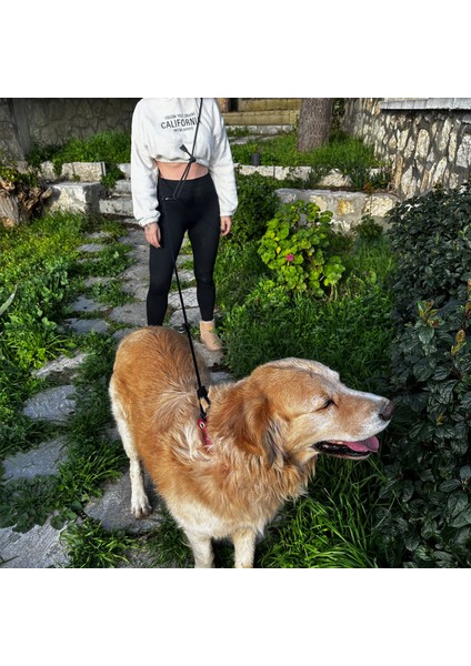 İki Renkli Tasarım Köpek Eller Serbest Hands Free Koşu Ve Yürüyüş Gezdirme Tasması fırsatları