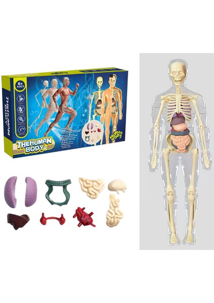 Weırsoın Manken Montaj Visseral Anatomik Yapı Çocuk Eğitici Erken Eğitim Oyuncakları (Yurt Dışından)