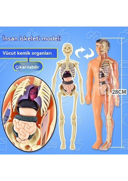 Weırsoın Manken Montaj Visseral Anatomik Yapı Çocuk Eğitici Erken Eğitim Oyuncakları (Yurt Dışından)