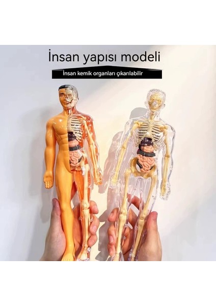 Weırsoın Manken Montaj Visseral Anatomik Yapı Çocuk Eğitici Erken Eğitim Oyuncakları (Yurt Dışından)