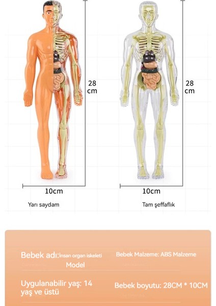 Weırsoın Manken Montaj Visseral Anatomik Yapı Çocuk Eğitici Erken Eğitim Oyuncakları (Yurt Dışından)