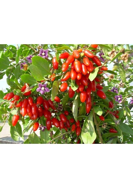 Kırmızı Goji Berry Fidanı 2-3 Yaş