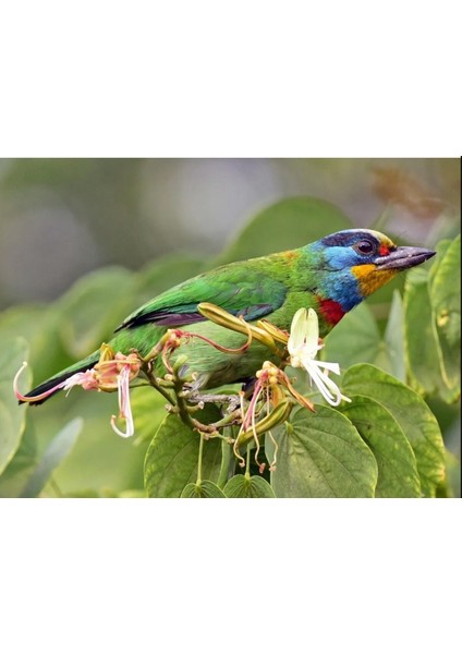 Kuş Porselen Vazo Megalaima Nuchalis Black-Browed Barbet Capitonidae Sanat Elegans Porselen 1 Adet