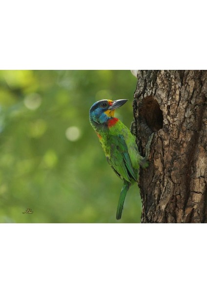 Kuş Porselen Vazo Megalaima Nuchalis Black-Browed Barbet Capitonidae Sanat Elegans Porselen 1 Adet