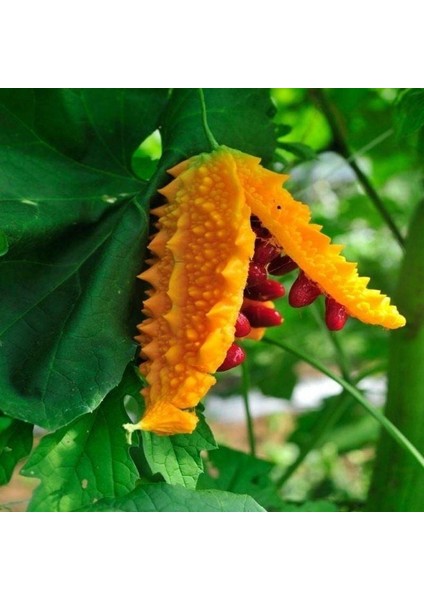 Doğal Kudret Narı Fidesi (2 Adet Fide)