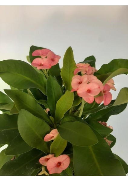 Pembe Japon İğnesi Dikenler Tacı Euphorbia Milii Fidanı 10-20 cm