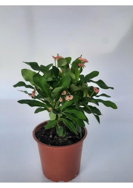 Pembe Japon İğnesi Dikenler Tacı Euphorbia Milii Fidanı 10-20 cm