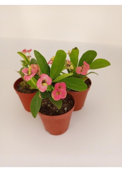 Pembe Japon İğnesi Dikenler Tacı Euphorbia Milii Fidanı 10-20 cm