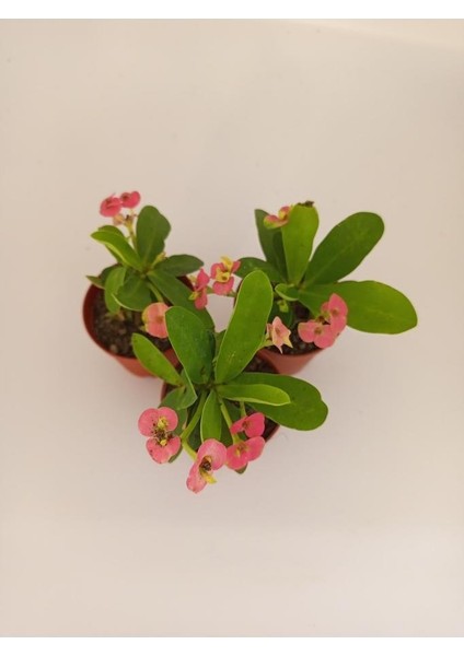 Pembe Japon İğnesi Dikenler Tacı Euphorbia Milii Fidanı 10-20 cm fiyatları