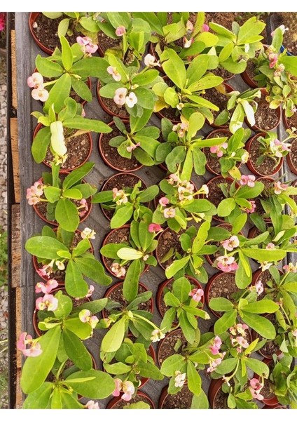 Pembe Japon İğnesi Dikenler Tacı Euphorbia Milii Fidanı 10-20 cm fırsatları
