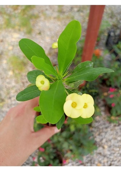 Sari Japon İğnesi Dikenler Tacı Euphorbia Milii Fidanı 10-20 cm