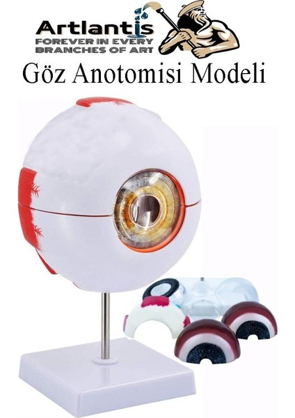 Göz Anatomisi Modeli 1 Adet Insan Gözü Anatomik Modeli Deney Bilim