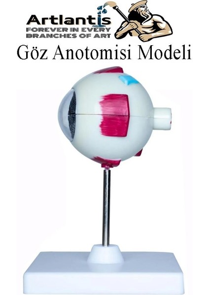 Göz Anatomisi Modeli 1 Adet Insan Gözü Anatomik Modeli Deney Bilim