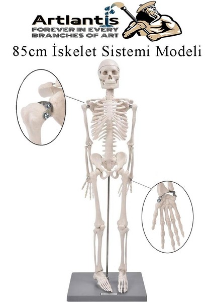Iskelet Maketi 85 cm 1 Adet Eğitim Insan Iskelet Modeli Iskelet Sistemi Haraketli Iskelet Anatomisi