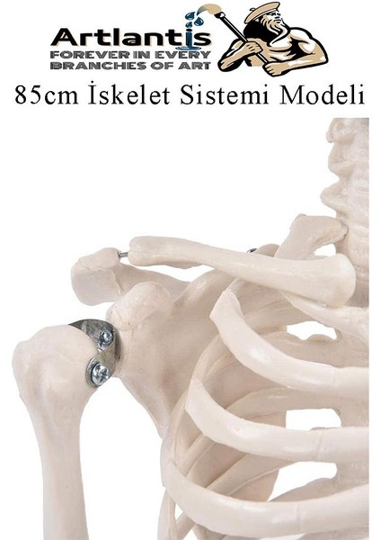 Iskelet Maketi 85 cm 1 Adet Eğitim Insan Iskelet Modeli Iskelet Sistemi Haraketli Iskelet Anatomisi