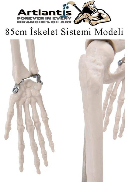 Iskelet Maketi 85 cm 1 Adet Eğitim Insan Iskelet Modeli Iskelet Sistemi Haraketli Iskelet Anatomisi