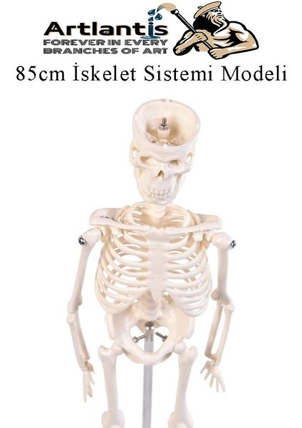 Iskelet Maketi 85 cm 1 Adet Eğitim Insan Iskelet Modeli Iskelet Sistemi Haraketli Iskelet Anatomisi