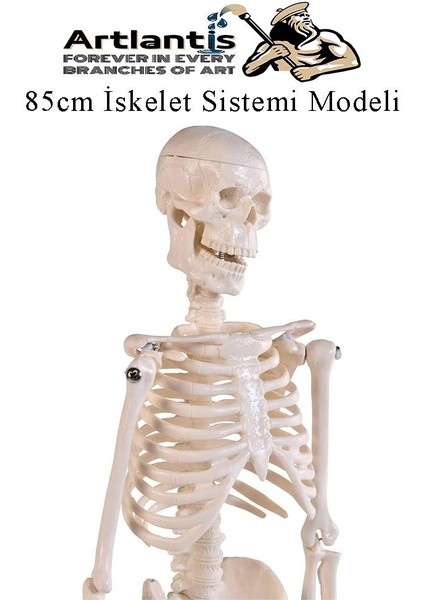 Iskelet Maketi 85 cm 1 Adet Eğitim Insan Iskelet Modeli Iskelet Sistemi Haraketli Iskelet Anatomisi
