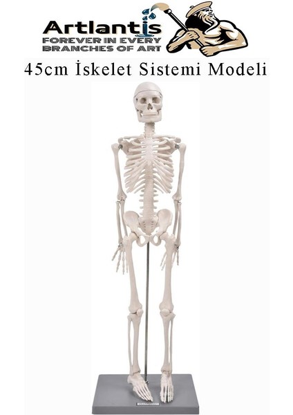 Iskelet Maketi 45 cm 1 Adet Eğitim Insan Iskelet Modeli Iskelet Sistemi Haraketli Iskelet Anatomisi