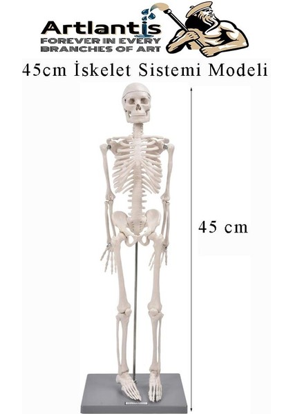 Iskelet Maketi 45 cm 1 Adet Eğitim Insan Iskelet Modeli Iskelet Sistemi Haraketli Iskelet Anatomisi