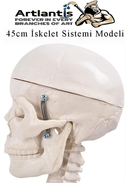 Iskelet Maketi 45 cm 1 Adet Eğitim Insan Iskelet Modeli Iskelet Sistemi Haraketli Iskelet Anatomisi