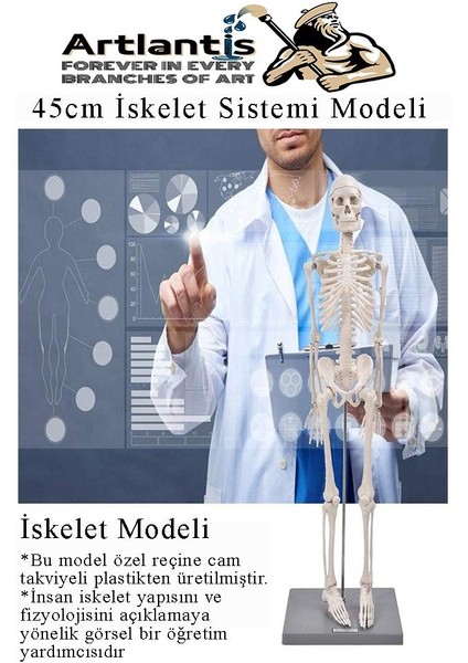 Iskelet Maketi 45 cm 1 Adet Eğitim Insan Iskelet Modeli Iskelet Sistemi Haraketli Iskelet Anatomisi