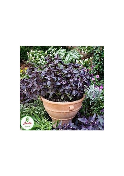 Mor Reyhan Fesleğen Tohumu 300+ Adet Doğal Geniş Yaprak Ev Teras ve Bahçeye Uygun fiyatları