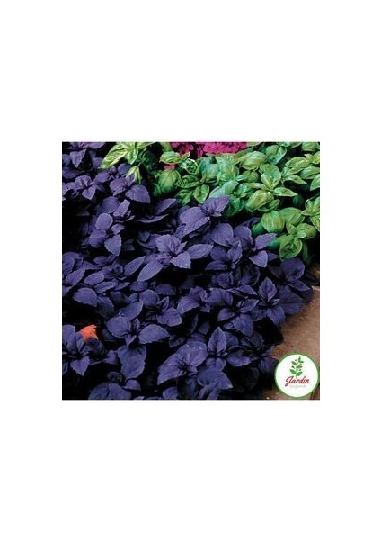 Mor Reyhan Fesleğen Tohumu 300+ Adet Doğal Geniş Yaprak Ev Teras ve Bahçeye Uygun modelleri