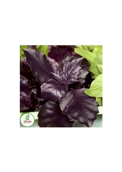 Mor Reyhan Fesleğen Tohumu 300+ Adet Doğal Geniş Yaprak Ev Teras ve Bahçeye Uygun fırsatları