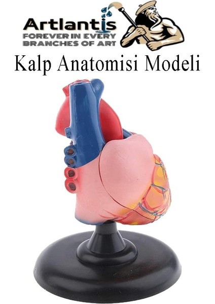 Kalp Modeli 2 Parça 1 Adet Gerçek Boy Kalp Anatomisi Modeli Insan Kalp Modeli Renkli Bilim Deney Malzemesi