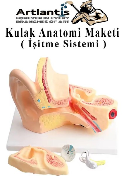 Kulak Anatomisi Modeli 1 Adet Insan Işitme Sistemi Ses Anatomik Modeli Deney Bilim Tıbbi Model Kulak Maketi Masaüstü
