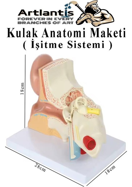 Kulak Anatomisi Modeli 1 Adet Insan Işitme Sistemi Ses Anatomik Modeli Deney Bilim Tıbbi Model Kulak Maketi Masaüstü