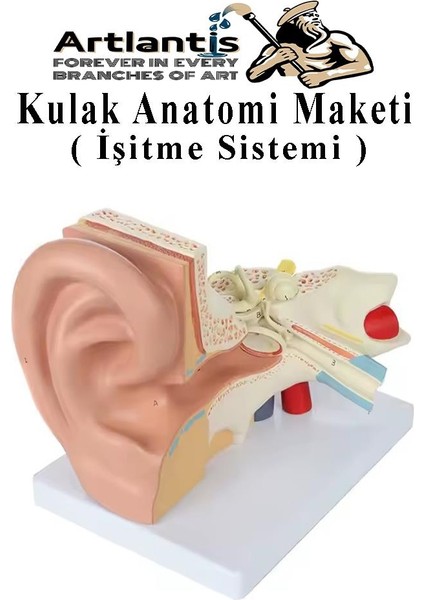 Kulak Anatomisi Modeli 1 Adet Insan Işitme Sistemi Ses Anatomik Modeli Deney Bilim Tıbbi Model Kulak Maketi Masaüstü