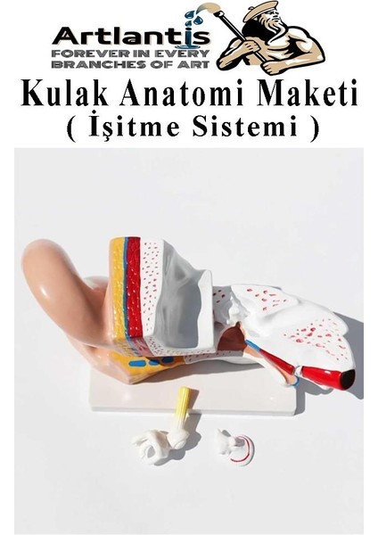 Kulak Anatomisi Modeli 1 Adet Insan Işitme Sistemi Ses Anatomik Modeli Deney Bilim Tıbbi Model Kulak Maketi Masaüstü