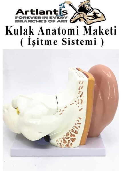 Kulak Anatomisi Modeli 1 Adet Insan Işitme Sistemi Ses Anatomik Modeli Deney Bilim Tıbbi Model Kulak Maketi Masaüstü