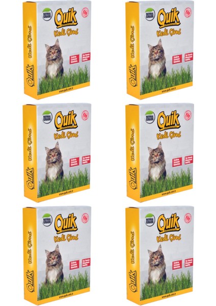 Fileli Doğal Kedi Çimi - 6 Adet
