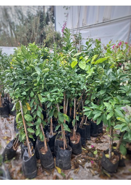 Limon Fidanı 2 Adet Aşılı Yediveren Limonu Fidesi 100-130CM