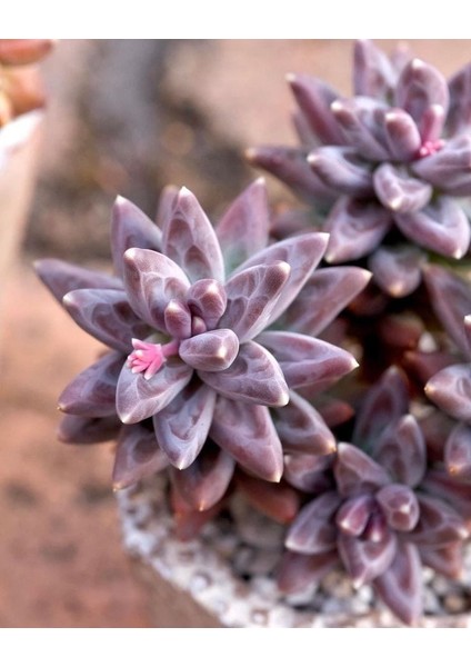 Kırmızı Mücevher Sukulent / 5,5 cm Saksıda / Pachyphytum Compactum Red Tips Succulent / Özel Tür