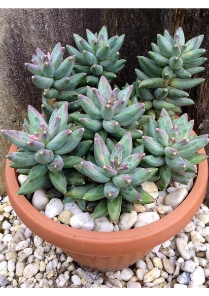 Kırmızı Mücevher Sukulent / 5,5 cm Saksıda / Pachyphytum Compactum Red Tips Succulent / Özel Tür