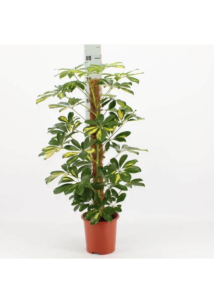 Şeflera( Alacalı ) – Şemsiye Ağacı 60-80 cm fiyatları