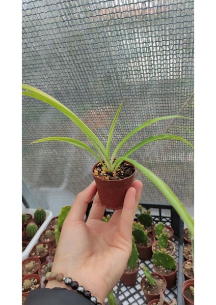 Kurdele Çiçeği Fidanı Chlorophytum 10-20 cm