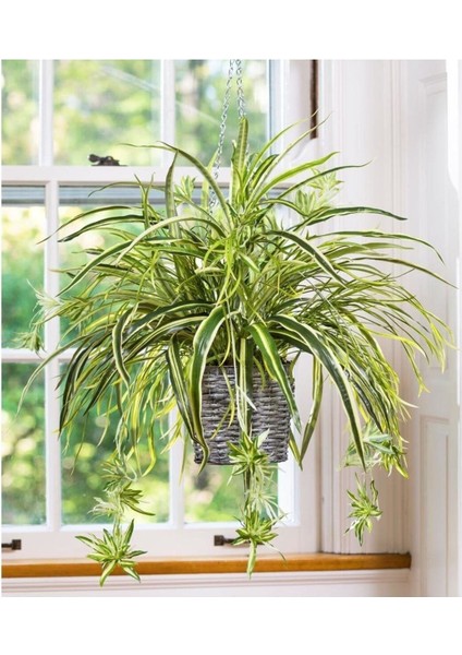 Kurdele Çiçeği Fidanı Chlorophytum 10-20 cm