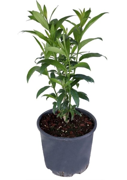 Melisa Parfüm Çiçeği - Canlı Çiçek - Cestrum Nocturnum 10-20 cm