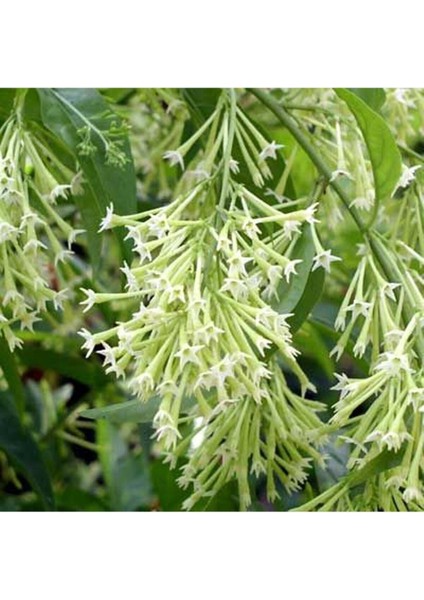 Melisa Parfüm Çiçeği - Canlı Çiçek - Cestrum Nocturnum 10-20 cm fiyatları