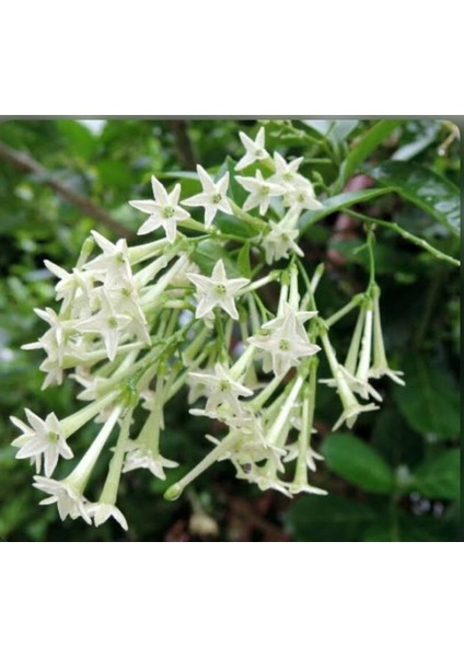 Melisa Parfüm Çiçeği Fidanı 10-20 cm fiyatları