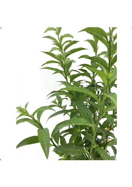 Melisa Parfüm Çiçeği Fidanı 10-20 cm modelleri