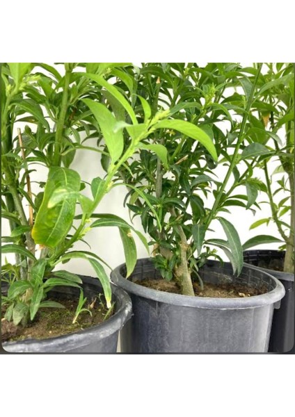 Melisa Parfüm Çiçeği Fidanı 10-20 cm fırsatları